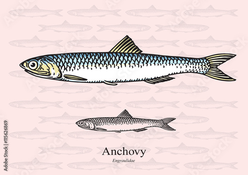 Anchovy fish. Vector illustration for web, education examples, graphic and packaging design. Suitable for patterns and artwork in 