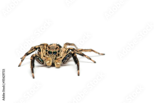 Jumping spider on White background - Portrait of a jumping spider (Salticus scenicus) with copy space 