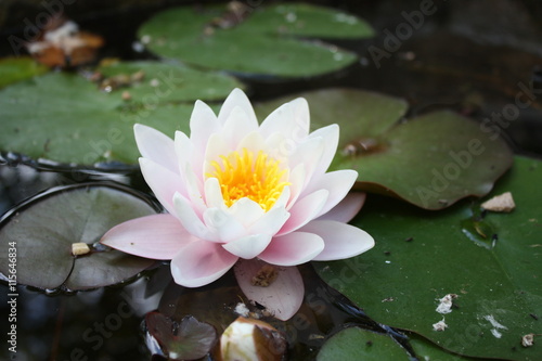 Nenufar / water lily