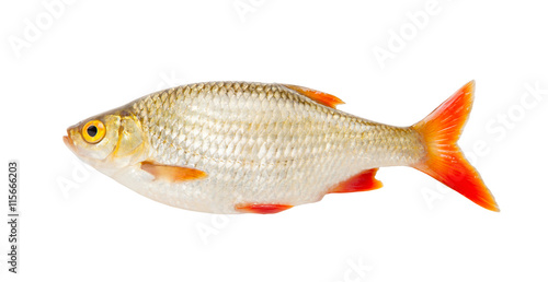 Fish rudd isolated on white background