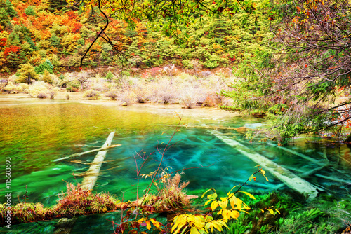 Azure crystal water of lake with submerged tree trunks in autumn