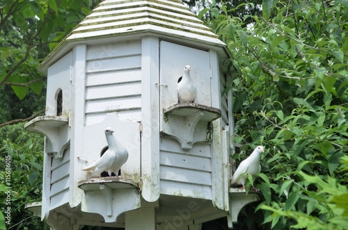 Three Doves in white Dovecote