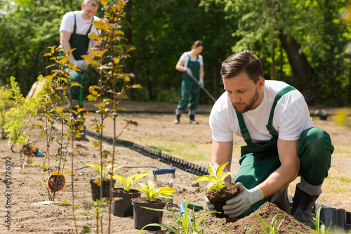 Gardener planting flowers taken from the pot