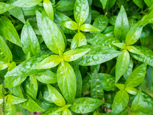 fresh herbal plant leaves Andrographis paniculata