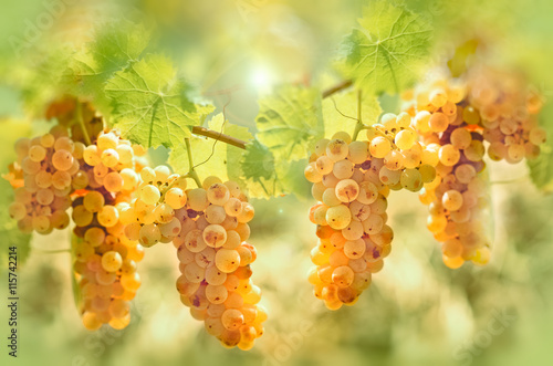 Grape riesling in vineyard - taste (flavor) and color of grape like honey