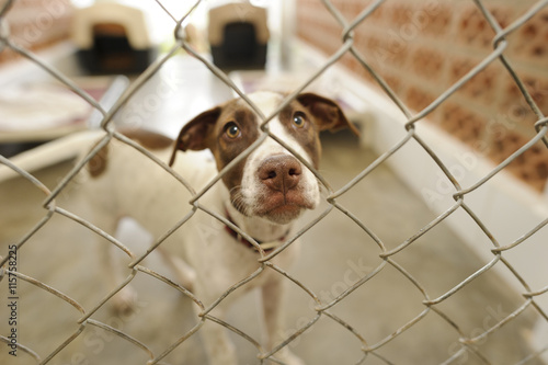 Dog Adopt Pet Rescue Kennel Animal Shelter