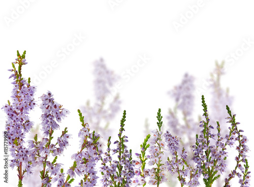 group of lilac heather blossoms on white