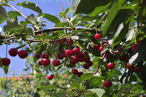 Morello or sour riped cherries on the cherry tree stick with leaves, in time of harvest in the summer in the orchard. Tree is covered by green plastic net like protection for birds. Close up picture.