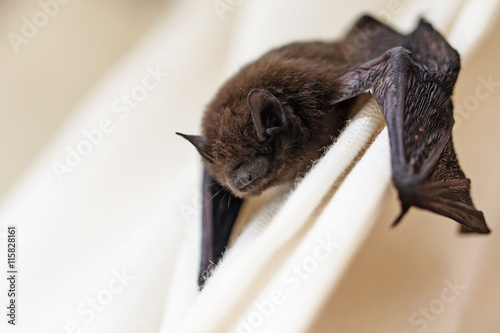 common pipistrelle (Pipistrellus pipistrellus) a small bat on a white curtain, copy space