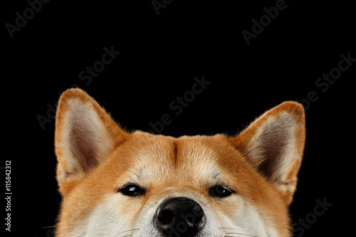 Close-up Head of peeking Shiba inu Dog, Looks Curious on Isolated Black Background, Front view