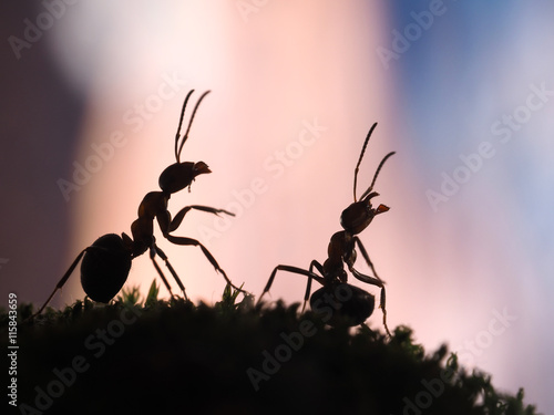 Beautiful silhouettes of ants on a pink sunset.