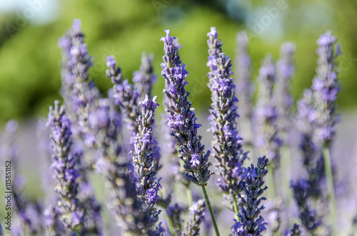 La lavanda Provenzale