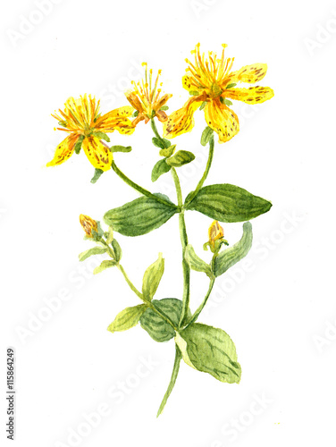 Hypericum flower. John's wort plant. Watercolour