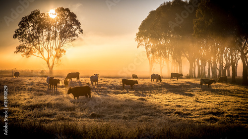 cattle in the morning