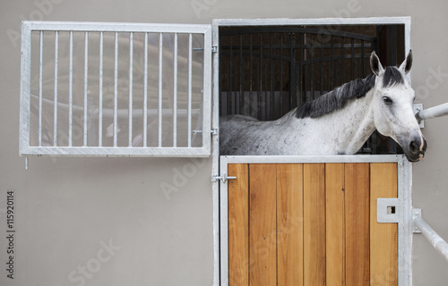 Racing horse in the stable