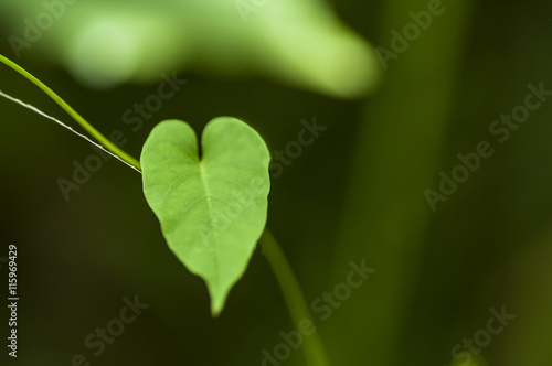 Hoja verda en forma de corazón