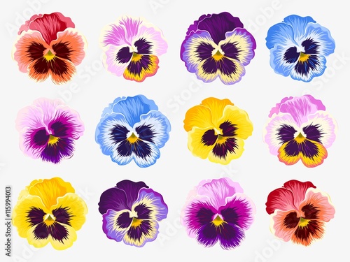 Set of pansy flowers