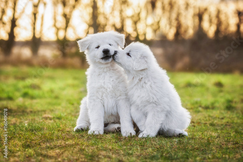 Two funny white swiss shepherd puppies playing