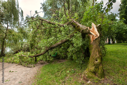 a fallen tree after hurricane