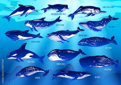 Set of hand drawn dolphins and whales on underwater background.