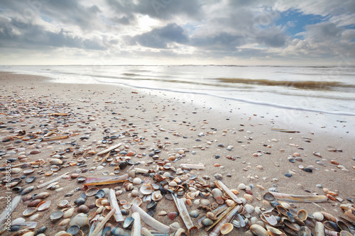 many shell on sand beath at low tide