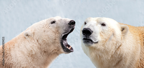 Портрет двух белых полярных медведей. Один белый медведь рычит на другого