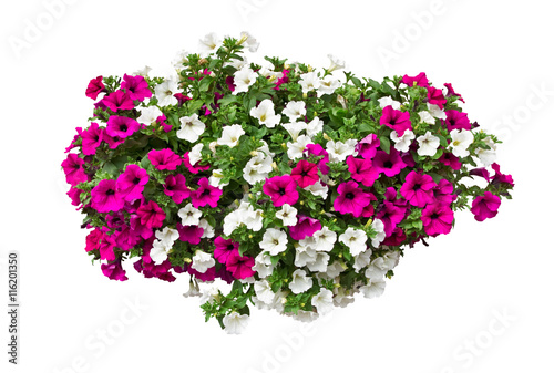 petunia flowers isolated with clipping path included