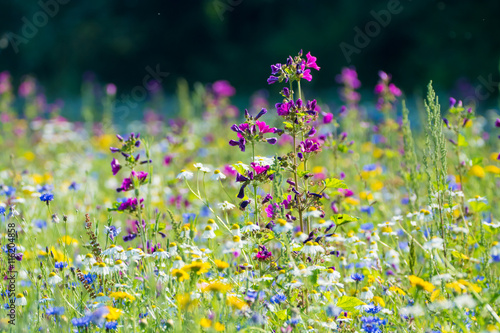 Colorful summer meadow with wild flowers