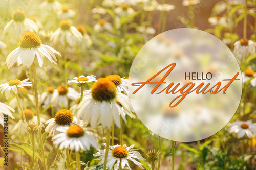 Hello August wallpaper, summer garden background with big flowers in sunshine