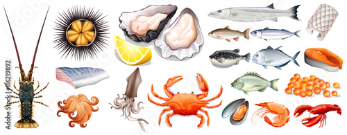 Set of different kinds of seafood