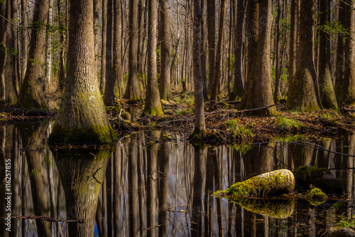 "Swamp Thing" January morning in Green Pond, South Carolina. Could not help but feel that this scene has remained unchanged for a hundred years