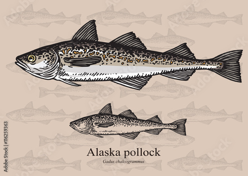 Alaska pollock fish. Vector illustration for web, education examples, graphic and packaging design. Suitable for patterns and artwork in small sizes.
