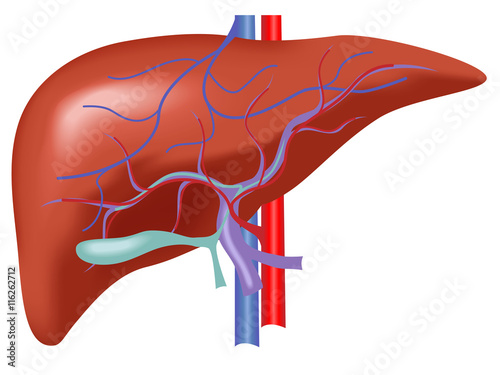 Human liver anatomy , liver vector with artery and vein blood