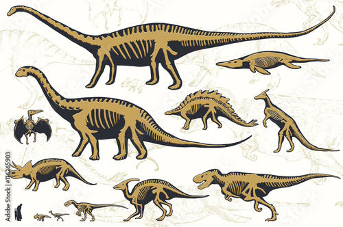 Set of silhouettes of skeletons of dinosaurs and fossils. Hand drawn vector illustration. Silhouettes of man and children, comparison of sizes, realistic size, separated elements.