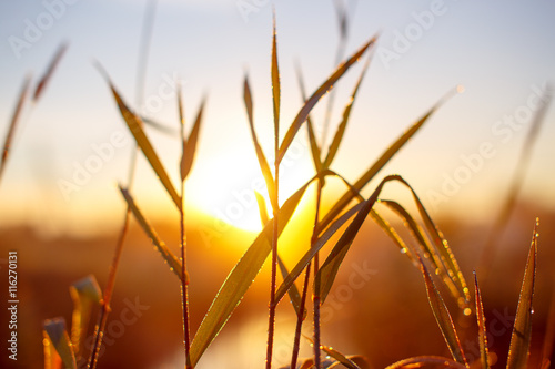sunrise through the tall grass with dew. Morning dew on grass. blurred background