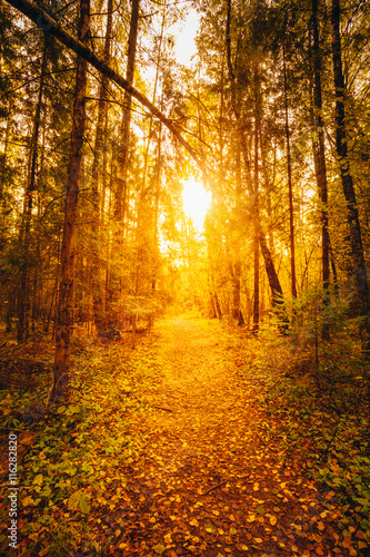 Sun shining over road, path, walkway through forest. Sunset Sunrise