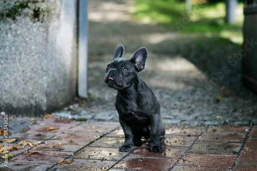 Französische Bulldogge bewacht den Eingang