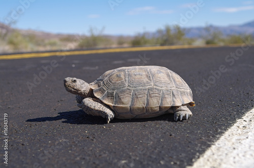 Desert tortoise crossing a road in Death Valley National Park.