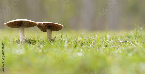 Two live wild mushrooms growing panorama