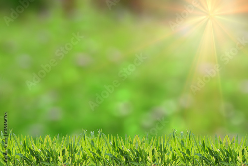 Fresh grass abstract background, bright field with sunlight, beautiful nature at spring, soft focus, ecology and energy concept