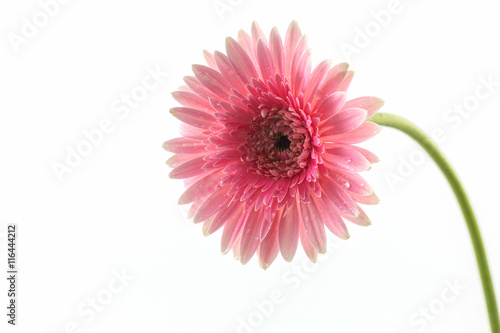 Closeup a pink gerbera daisy flower.
