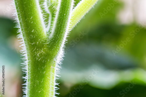 Close up green pumpkin stem