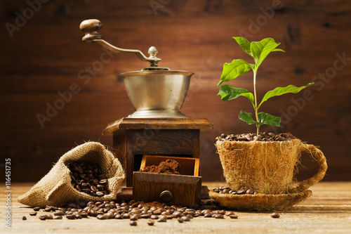 Coffee tree grows out of a cup of coffee beans.