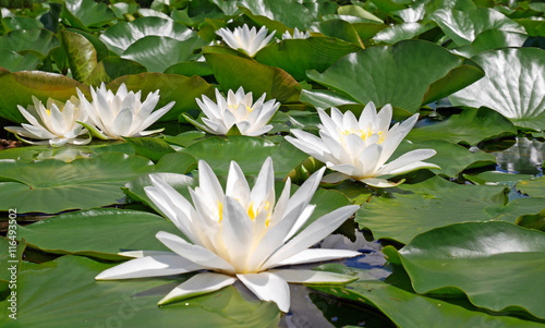 Weiße Seerose - white water lily - Nymphaea alba