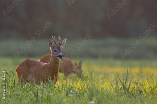 Sarna- roe deer