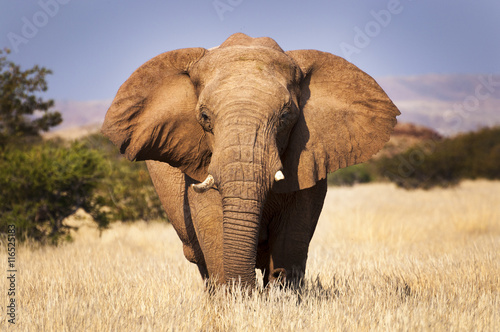 Elephant in the savannah, in Namibia, Africa, concept for traveling in Africa and Safari