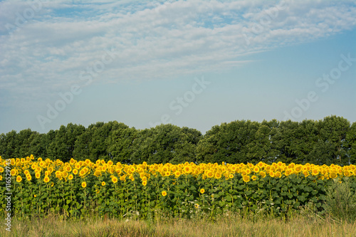 Sunflowers field under clear sky. Bright helianthus