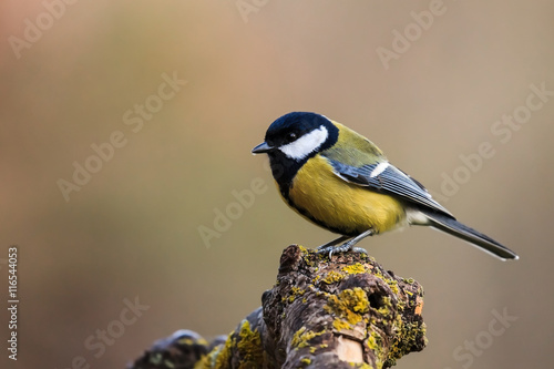 Mésange charbonnière - Parus major - Great Tit