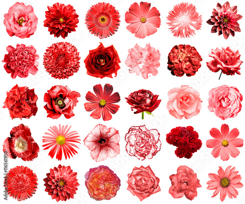 Mix collage of natural and surreal red flowers 30 in 1: peony, dahlia, primula, aster, daisy, rose, gerbera, clove, chrysanthemum, cornflower, flax, pelargonium, marigold, tulip isolated on white