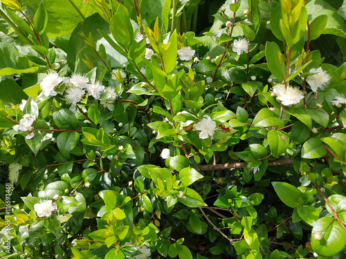 Myrte; Myrtus, communis; Balsam; Myrtenstrauch